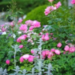Rose bed at the cottage: the best varieties, design ideas, combinations with other plants (80 photos) Deciding on a concept