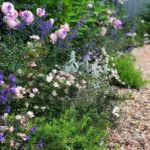 Rose bed at the cottage: the best varieties, design ideas, combinations with other plants (80 photos) Deciding on a concept