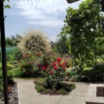 Rose bed at the cottage: the best varieties, design ideas, combinations with other plants (80 photos) Deciding on a concept