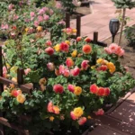 Rose bed at the cottage: the best varieties, design ideas, combinations with other plants (80 photos) Deciding on a concept