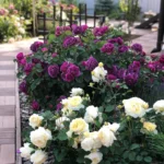 Rose bed at the cottage: the best varieties, design ideas, combinations with other plants (80 photos) Deciding on a concept