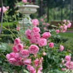 Rose bed at the cottage: the best varieties, design ideas, combinations with other plants (80 photos) Deciding on a concept