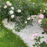 Rose bed at the cottage: the best varieties, design ideas, combinations with other plants (80 photos) Deciding on a concept