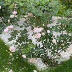 Rose bed at the cottage: the best varieties, design ideas, combinations with other plants (80 photos) Deciding on a concept