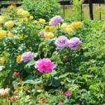 Rose bed at the cottage: the best varieties, design ideas, combinations with other plants (80 photos) Deciding on a concept