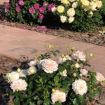 Rose bed at the cottage: the best varieties, design ideas, combinations with other plants (80 photos) Deciding on a concept