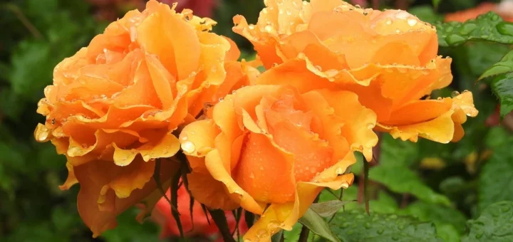 Floribunda rose: description, best varieties, and 59 inspiring photos Floribunda rose
