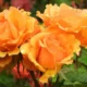 Floribunda rose: description, best varieties, and 59 inspiring photos Floribunda rose