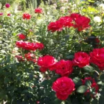 Rose bed at the cottage: the best varieties, design ideas, combinations with other plants (80 photos) flower garden in landscape style
