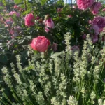 Rose bed at the cottage: the best varieties, design ideas, combinations with other plants (80 photos) Social media accounts of blogger