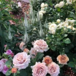 Rose bed at the cottage: the best varieties, design ideas, combinations with other plants (80 photos) Social media accounts of blogger