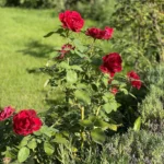 Rose bed at the cottage: the best varieties, design ideas, combinations with other plants (80 photos) Social media accounts of blogger