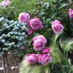 Rose bed at the cottage: the best varieties, design ideas, combinations with other plants (80 photos) Social media accounts of blogger