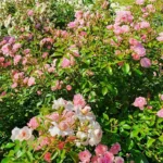 Rose bed at the cottage: the best varieties, design ideas, combinations with other plants (80 photos) Ground cover