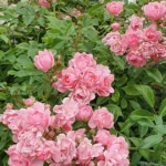 Rose bed at the cottage: the best varieties, design ideas, combinations with other plants (80 photos) Ground cover