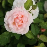 Rose bed at the cottage: the best varieties, design ideas, combinations with other plants (80 photos) Ground cover