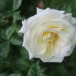 Rose bed at the cottage: the best varieties, design ideas, combinations with other plants (80 photos) Ground cover