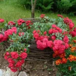 Rose bed at the cottage: the best varieties, design ideas, combinations with other plants (80 photos) Ground cover