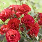 Rose bed at the cottage: the best varieties, design ideas, combinations with other plants (80 photos) Ground cover