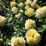 Rose bed at the cottage: the best varieties, design ideas, combinations with other plants (80 photos) Ground cover