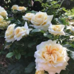 Rose bed at the cottage: the best varieties, design ideas, combinations with other plants (80 photos) Ground cover