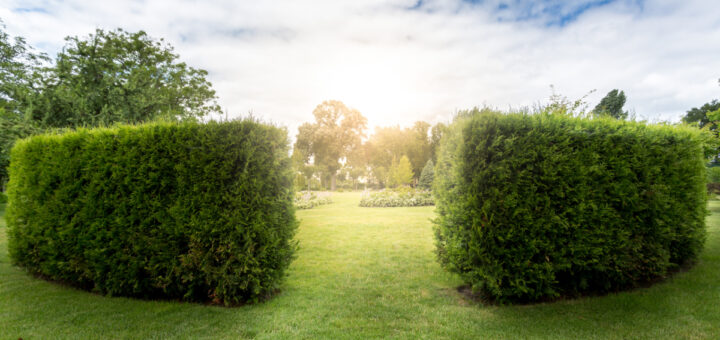 There are many options for hedges.