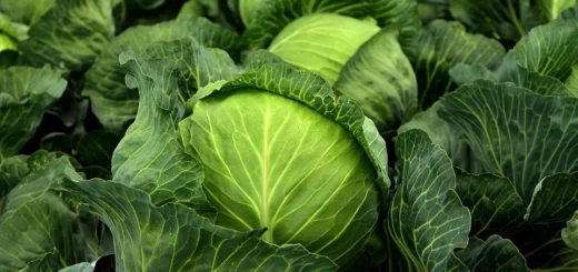 How far apart should cabbage be planted in beds: recommendations in figures How far apart should cabbage be planted in beds
