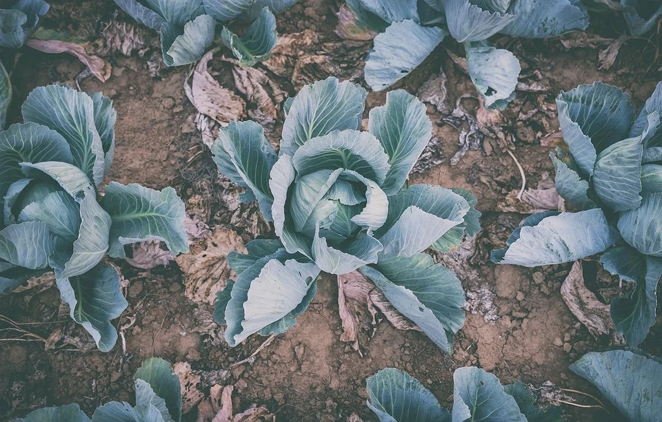 Late varieties