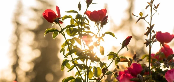 How to grow a rose from a bouquet: a detailed guide for gardeners How to grow a rose from a bouquet