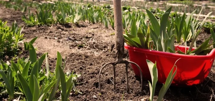 How to plant irises: choosing a variety, timing, rules, and a visual planting diagram How to plant irises