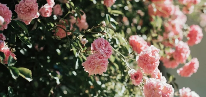 How to propagate a rose: rules, five effective methods with photos How to propagate a rose