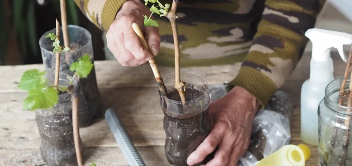 How to propagate grapes at home: 4 methods for every gardener How to propagate grapes at home