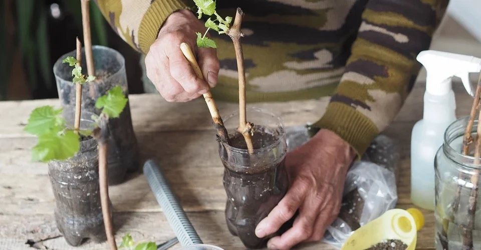 How to propagate grapes at home: 4 methods for every gardener How to propagate grapes at home