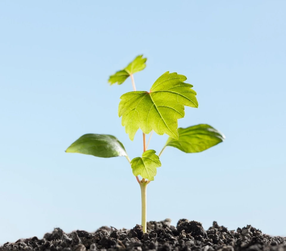 How to propagate grapes at home