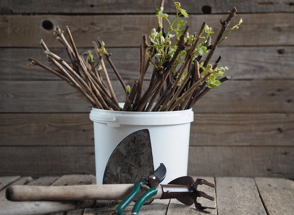 How to propagate grapes at home