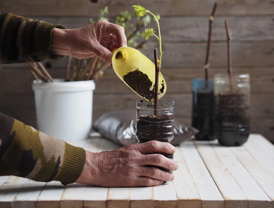 How to propagate grapes at home