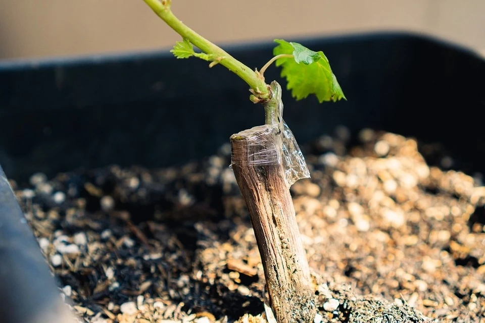 How to propagate grapes at home