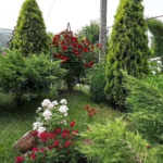 Rose bed at the cottage: the best varieties, design ideas, combinations with other plants (80 photos) ornamental shrubs