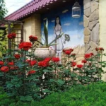 Rose bed at the cottage: the best varieties, design ideas, combinations with other plants (80 photos) ornamental shrubs