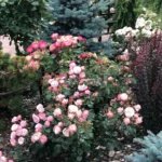 Rose bed at the cottage: the best varieties, design ideas, combinations with other plants (80 photos) ornamental shrubs