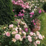 Rose bed at the cottage: the best varieties, design ideas, combinations with other plants (80 photos) ornamental shrubs