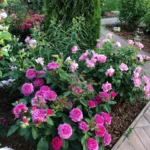 Rose bed at the cottage: the best varieties, design ideas, combinations with other plants (80 photos) ornamental shrubs