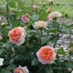 Rose bed at the cottage: the best varieties, design ideas, combinations with other plants (80 photos) Park