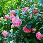 Rose bed at the cottage: the best varieties, design ideas, combinations with other plants (80 photos) Park