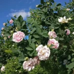 Rose bed at the cottage: the best varieties, design ideas, combinations with other plants (80 photos) Park