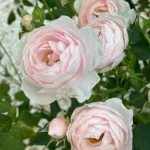 Rose bed at the cottage: the best varieties, design ideas, combinations with other plants (80 photos) Park