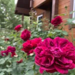 Rose bed at the cottage: the best varieties, design ideas, combinations with other plants (80 photos) Park