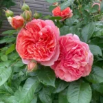 Rose bed at the cottage: the best varieties, design ideas, combinations with other plants (80 photos) Rose bed at the cottage: the best varieties, design ideas, combinations with other plants (80 photos)