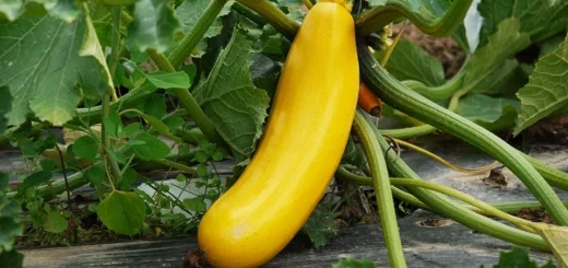 Planting scheme for zucchini in open ground and greenhouses: visual images, distances, rules Planting scheme for zucchini in open ground and greenhouses
