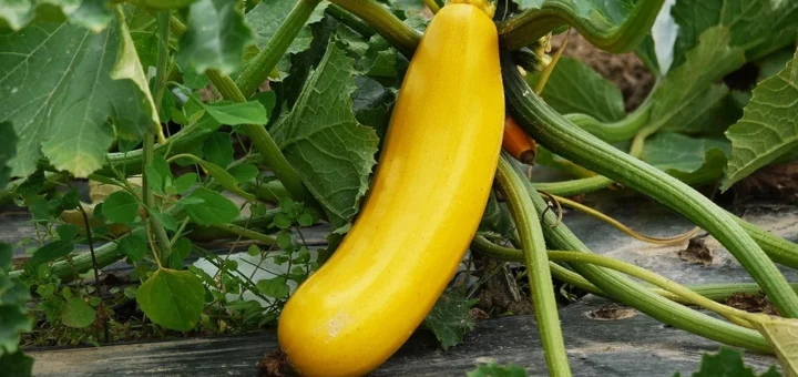 Planting scheme for zucchini in open ground and greenhouses: visual images, distances, rules Planting scheme for zucchini in open ground and greenhouses